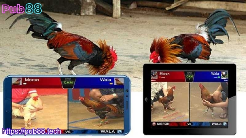 Các loại đá gà PUB88 phổ biến