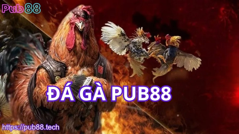 Đôi nét về đá gà PUB88